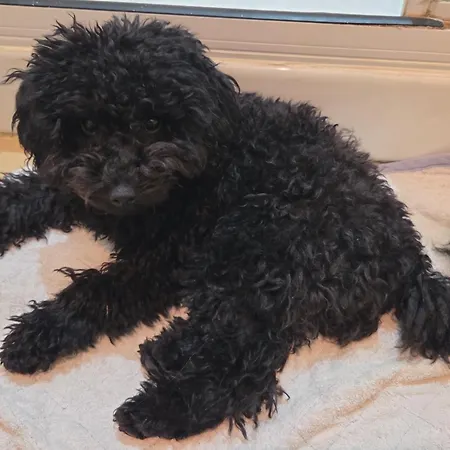 Elion فندق مبيت وإفطار