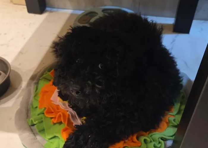 亿利住宿加早餐旅馆 4*